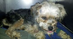 Amorodo est� ingresada muy grave en un centro veterinario.