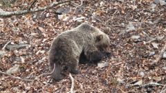 Oso pardo