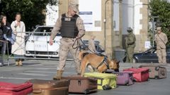 Imagen de archivo de una exhibici�n de la unidad canina del Tercio Norte