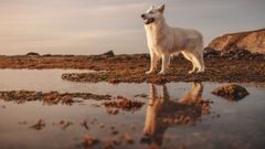 Uno de los perros retratados por Alma Gonzlez, quien siemprecaptalas caractersticas ms sutiles de los animales