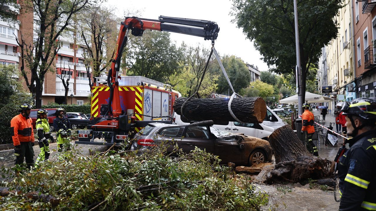 Muere una joven de 23 años en Madrid tras caerle un árbol encima por ...