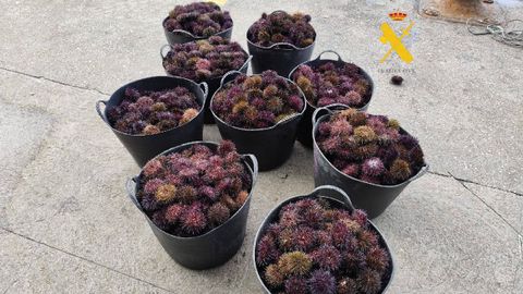 Capachos con los 156 kilos de erizos incautados frente a San Cibrao por Gardacostas y la Guardia Civil a un pesquero que opera desde Burela.