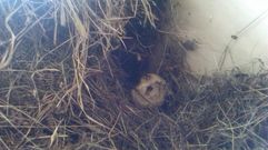 Un nido primario de velutina.