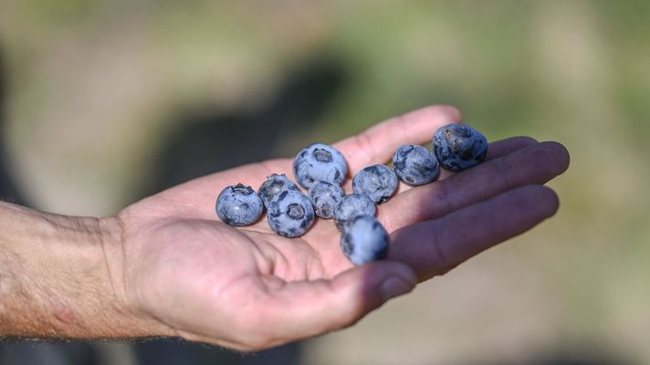 Ar&aacute;ndanos cultivados en Lugo en una imagen de archivo