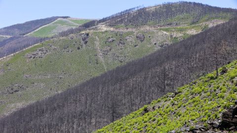 Una ladera en la que ardi un gran pinar, un ao despus del incendio