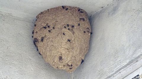 Nido de velutina en Monforte