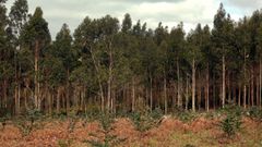 El estudio persigue la obtenci�n de m�s usos y de m�s valor a�adido en el monte.