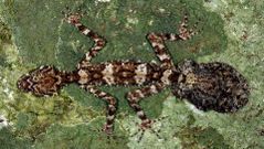 Geco con cola en forma de hoja