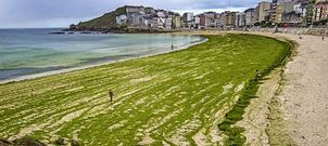 La playa Area Maior de Malpica lleva m�s de una semana cubierta. 