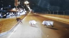 El jabal� campa de nuevo a sus anchas por Lugo