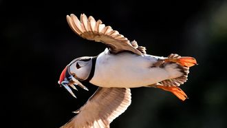Un frailecillo atl�ntico vuela con la boca llena de peces en la costa de Gales