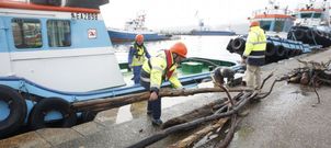 Los troncos y las ramas se depositan en los muelles marinenses para proteger la seguridad mar�tima de la flota de bajura. 