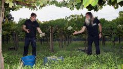 Jos� Crusat (a la derecha), de la bodega pobrense Entre os R�os, y un trabajador durante la vendimia
