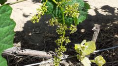 Racimo en floraci�n, la primere semana de mayo, en una vi�a de la ribera de Doade