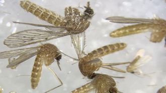 Imagen al microscopio de mosquitos capturados en la provincia de Sevilla para determinar si est�n infectados del virus del Nilo.