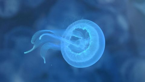 Criopreservacion de medusas en Vigo
