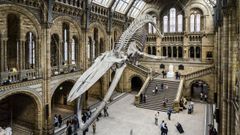 Esqueleto de ballena azul en el Museo de Historia Natural.