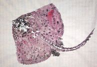 La voz de Iria Est�vez se oir� esta noche en el C�rculo Savi�ao. 