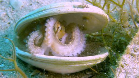 Una cra de pulpo se resguarda ante posibles depredadores.