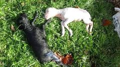Ataque de los lobos en una ganader�a de Caso.Ataque de los lobos en una ganader�a de Caso