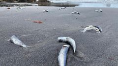 Miles de peces muertos en la playa de Santa Mara del Mar, en Castrilln
