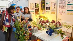 Imagen de una edici�n anterior de la feria cient�fica para estudiantes