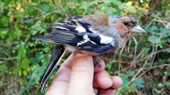 Aves silvestres capturadas y anilladas en B�veda