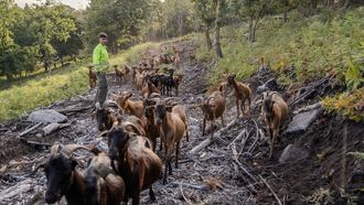 Vacas que la comunidad de montes de Vincios usa para desbrozar su terreno.