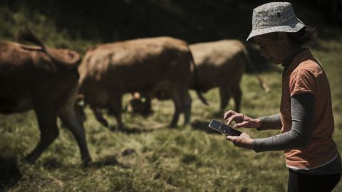 Una ganadera de Viana do Bolo localiza sus vacas con GPS