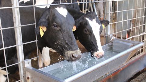 Dos vacas beben agua en una explotaci�n ganadera de la zona.