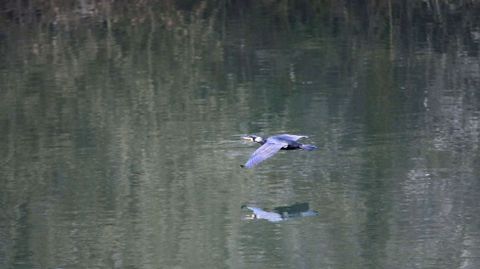  Un cormor�n vuela sobre las aguas del embalse de Soto de Ribera, en las proximidades de Oviedo