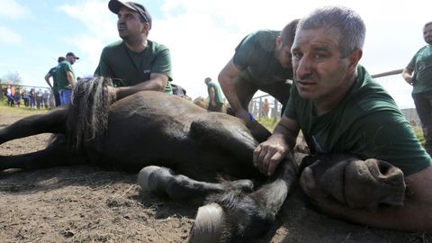 Los aloitadores se emplearon a fondo para dominar a las reses.