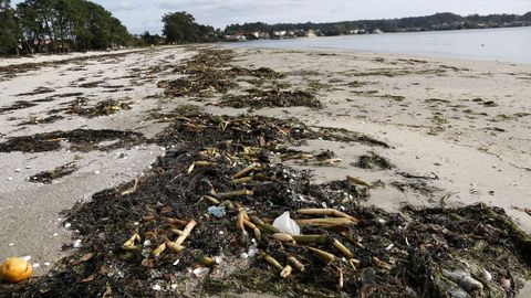 ESPECIE INVASORA EN LA COSTA DE  BARBANZA