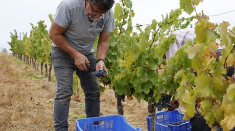 La bodega Couto Mixto abrió la vendimia en la D.O. Monterrei.