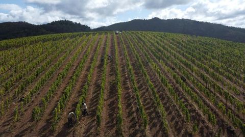 La casa que este proyecto quiere reconstruir est� rodeada de 22 hect�reas de vi�as plantadas en el 2021 y ya en producci�n
