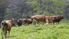 La ganadera, sobre todo la de carne, est muy relacionada en Lugo con la conservacin del territorio