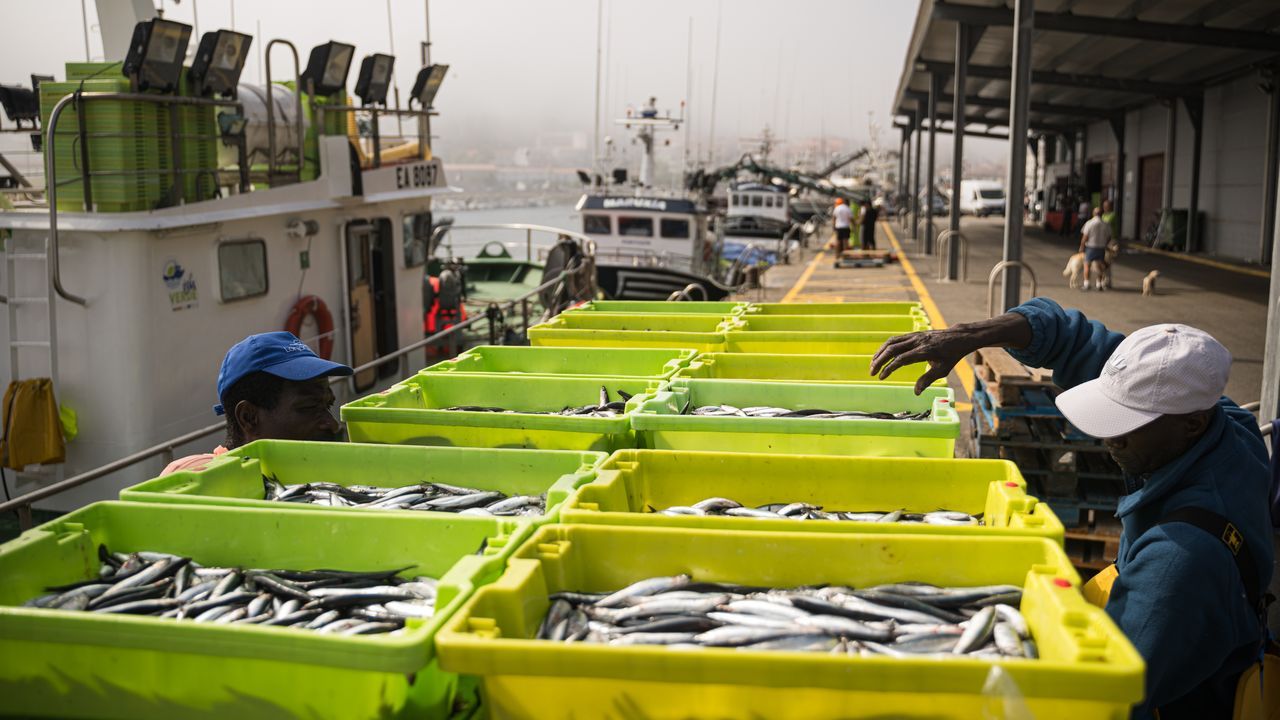 Sardinas y bocartes abundan en Galicia, pero solo parte del cerco puede pescarlos