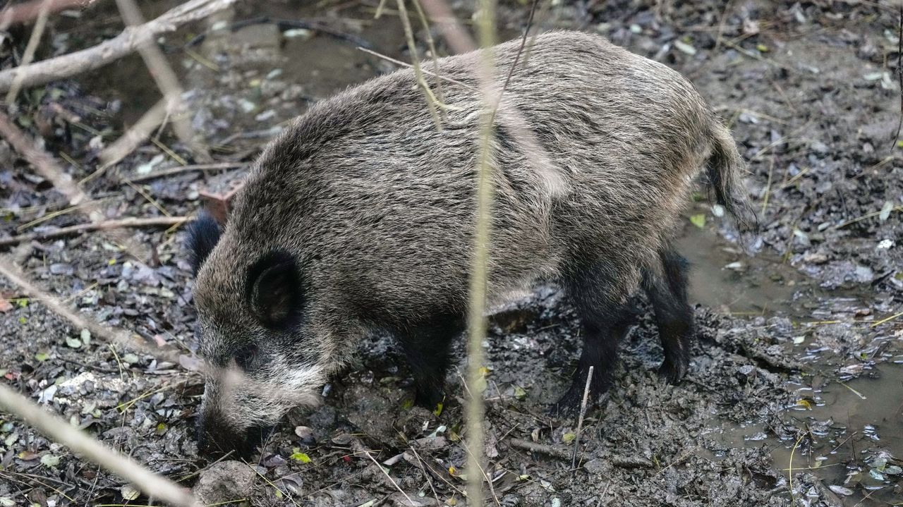 Detectan nuevos positivos de peste porcina africana y dermatosis nodular contagiosa en Cataluña