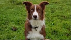 Trudi es una border collie que ha sido adiestrada para localizar cebos envenenados
