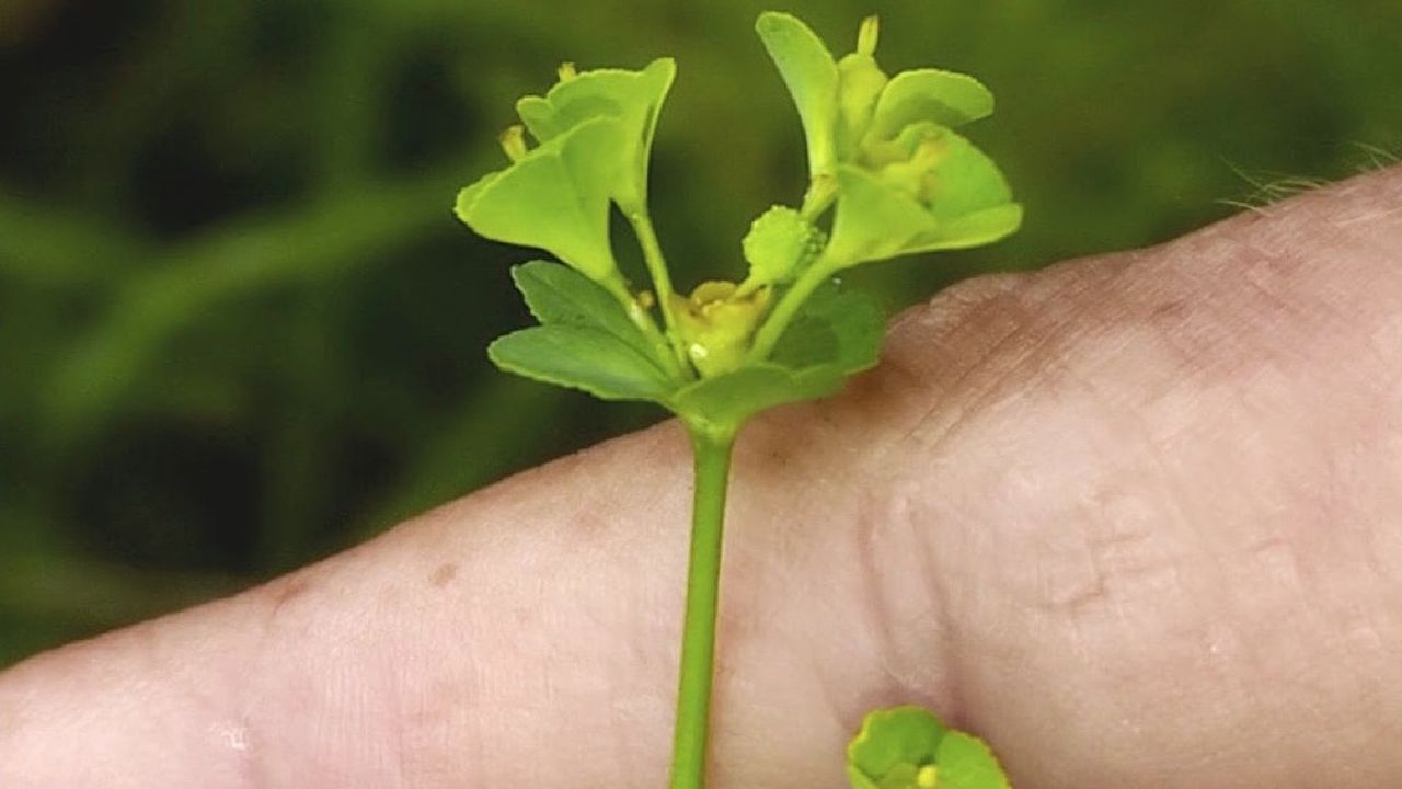 Una planta en peligro de extinción en el trazado de la variante carballesa