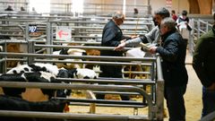 Los mercados de ganado como el del Silleda podr�n seguir celebr�ndose, pero solo con animales de Galicia