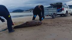 Tambi�n el 9 de febrero de 2025 hubo otro varamiento, de un cachalote en Covas (Viveiro)