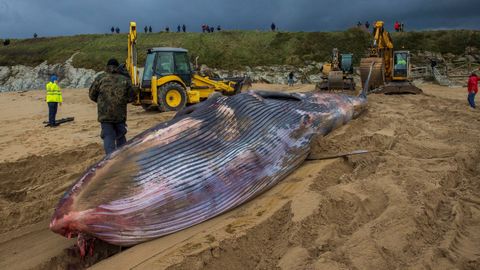 La ballena de 13 metros y 13 toneladas de peso que ayer qued� varada en Tapia