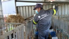 Jos� Antonio con los terneros de recr�a