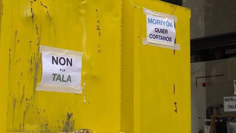 Tala de �rboles durante las obras de Emilio Tuya