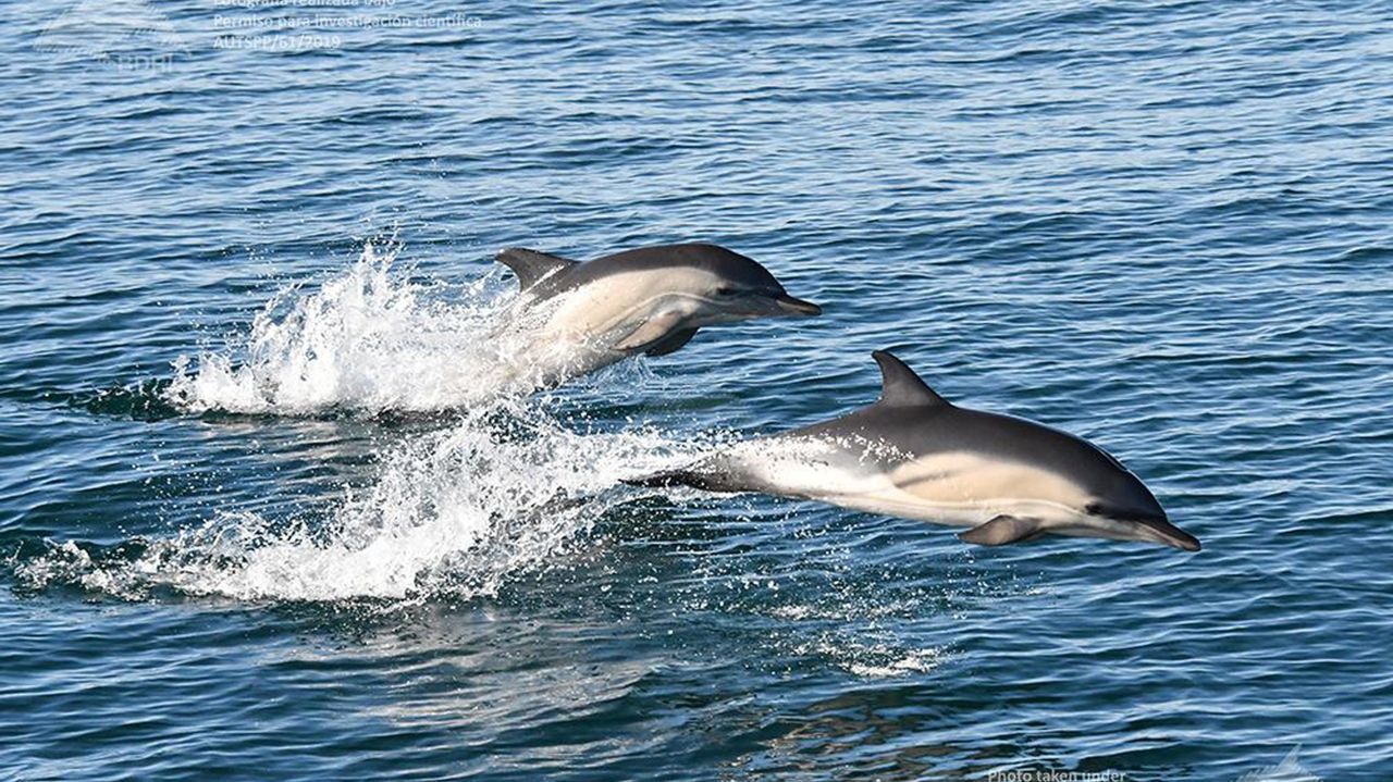 Barcos gallegos que pararon por la veda para proteger delfines en Francia pueden optar a ayudas de Mar