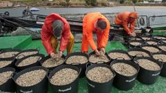 El barco de la lonja de Campelo transport las almejas para su siembra en la ra