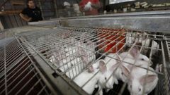 La carne de conejo�ha alcanzado este a�o un precio medio de 2,45 euros por kilo