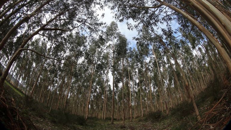 Plantaci�n de eucaliptos
