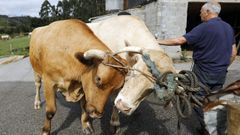 Pepe do Chacino con Brillante y Ms, bueyes de ms de 2.000 kilos de peso en vivo que lleva criando ocho aos